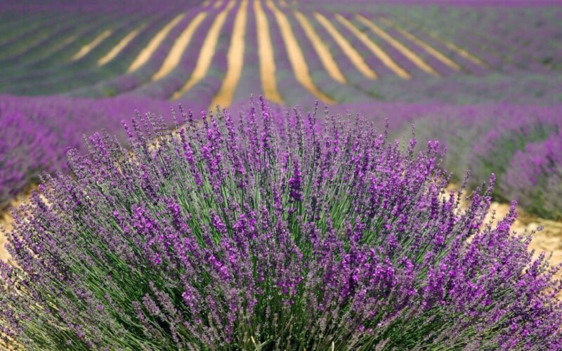 I meravigliosi campi di lavanda in Toscana: dove trovarli e quando andarci